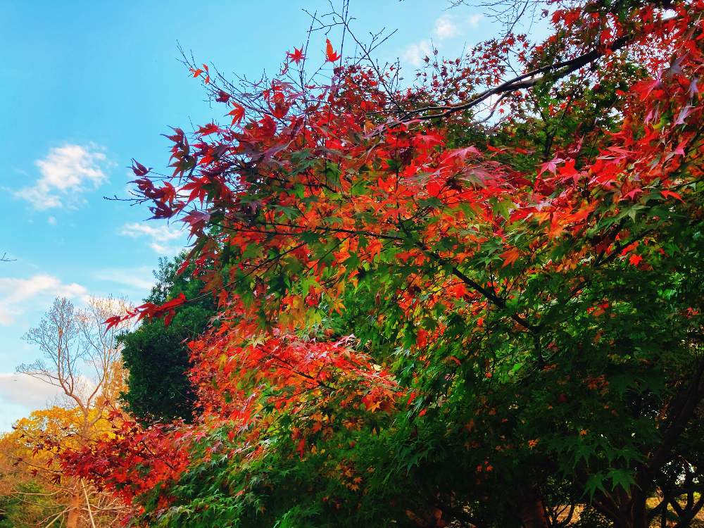 お出かけ先の画像 by ゆうさん | お出かけ先と紅葉と紅葉フォトコン2020