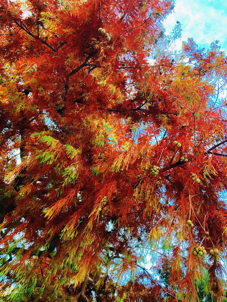 お出かけ先の画像 by ゆうさん | お出かけ先とラクウショウの実とラクウショウの紅葉と紅葉フォトコン2020