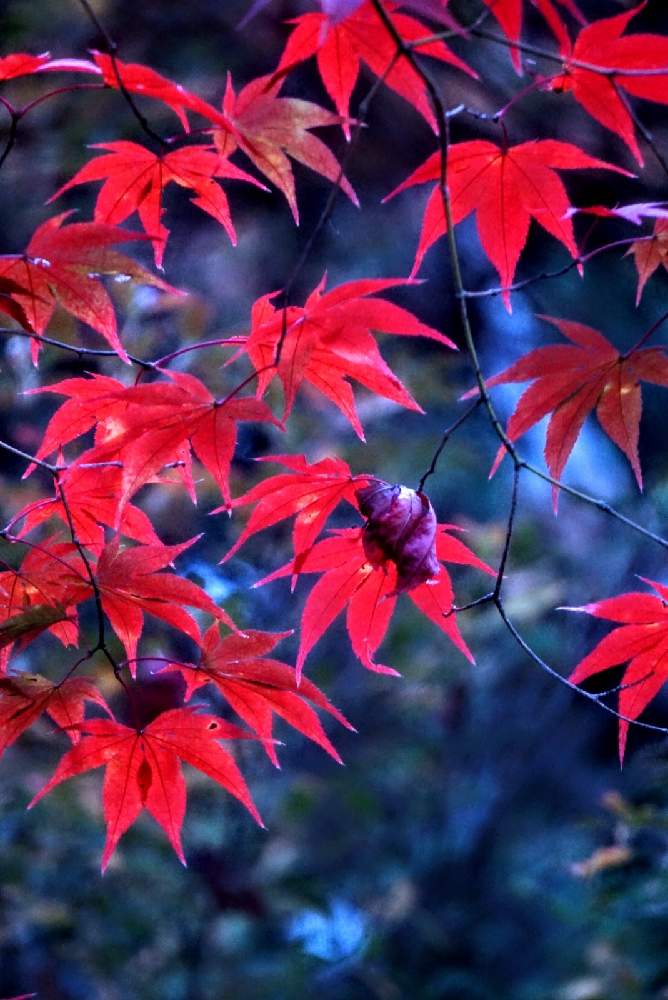 お出かけ先の画像 by 野ニンさん | お出かけ先と令和最初の植物と紅葉フォトコン2020と出版とタイトルとGS映えと空編とGreenSnapmarcheと花のある暮らしとGREEN UP!