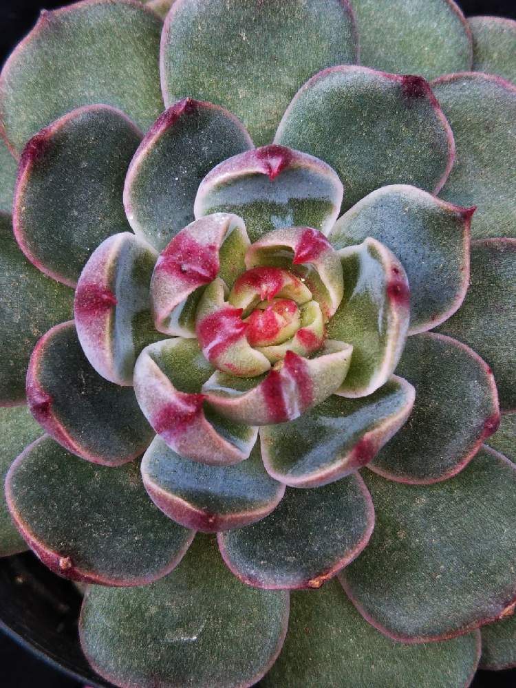 棚の画像 by はははさん | 棚と多肉屋敷と多肉植物と観葉植物と多肉紅葉とおうち園芸とエケベリア属と紅葉多肉とエケベリア サンルイスとエケベリア・サンタルイスと群生派