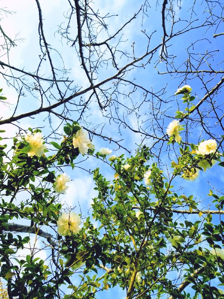 お出かけ先の画像 by まみさん | お出かけ先と山茶花と山茶花(サザンカ)といつも笑顔で〜〜♡とみどりのある暮らしとスマホ撮影とやさしい色...とGSで心の花束を贈り合おうとお散歩道と自然美と日本の美とやさしい風景と美‼️と散歩道と自然の美と花のある暮らしとやさしい気持ちときれいな景色とやさしい❤