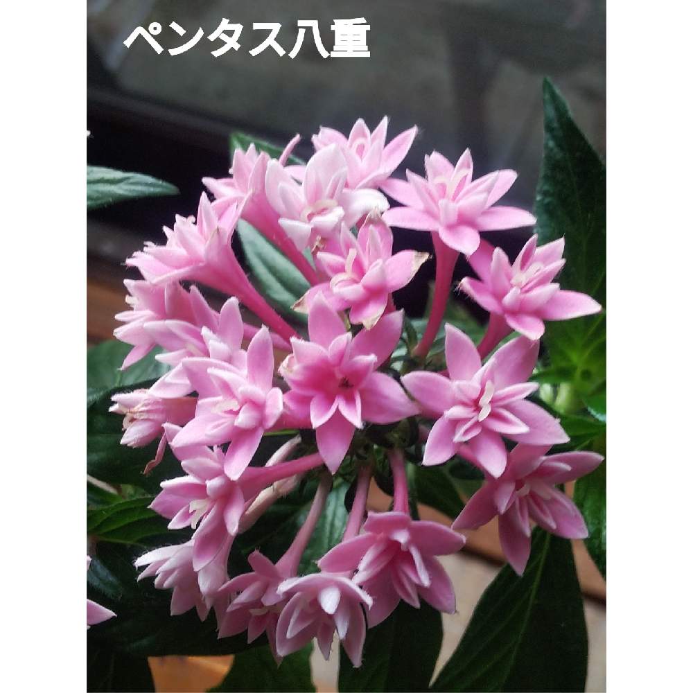小さな庭の画像 by メリーさん | 小さな庭とおうち園芸と鉢植えとペンタス八重咲と花のある暮らしと室内管理