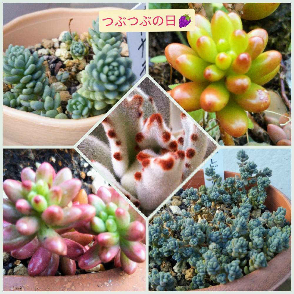 バルコニー/ベランダの画像 by みちのすけさん | バルコニー/ベランダとオーロラとブレビフォリウムと虹の玉とパンダラビットとバーナティとのとかな朝と多肉大好きとセダム大好きと多肉愛とGS映えとGS日和と可愛い~( ´艸`)♡とつぶつぶの日と綺麗とネコ大好きと多肉女子と癒やし系❤︎と多肉初心者