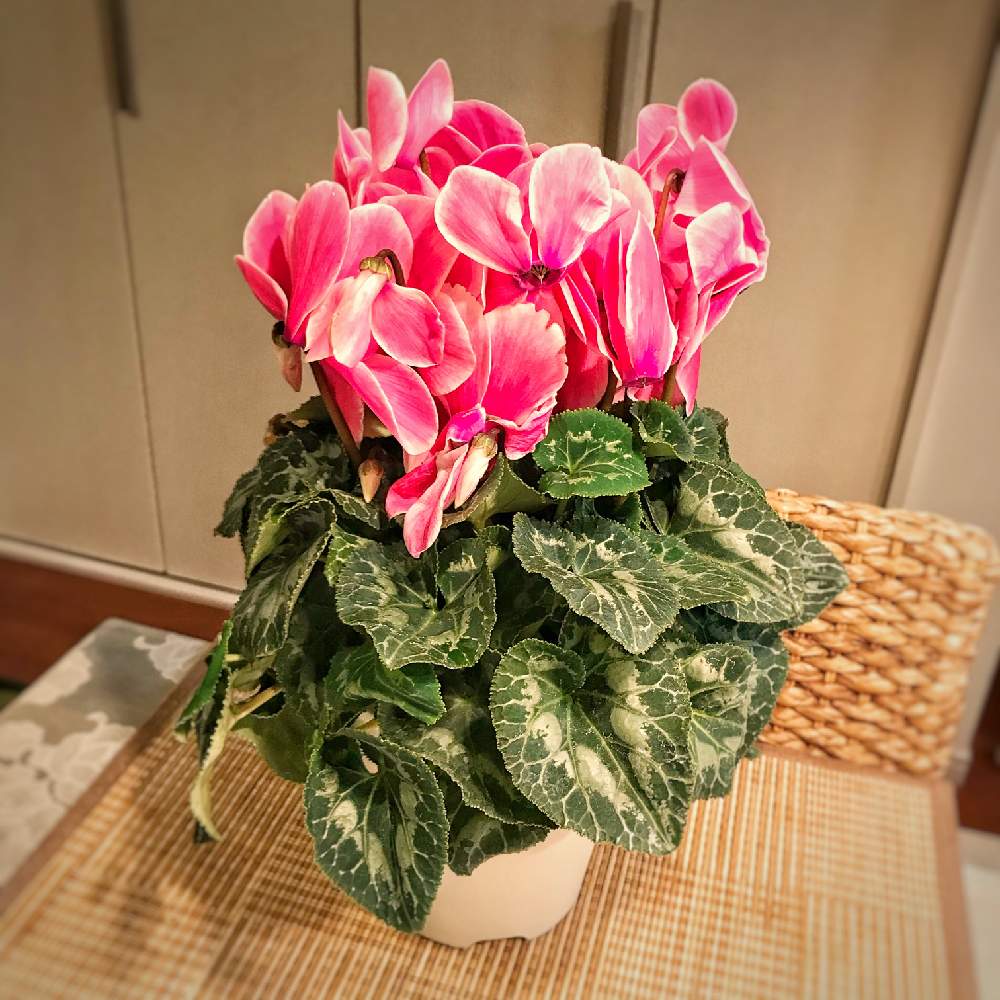 部屋の画像 by cafestyleさん | 部屋