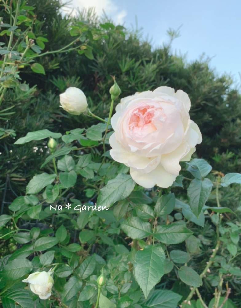 小さな庭の画像 by なーちゃんさん | 小さな庭とバラとボレロと秋バラとバラの庭とバラと暮らすと薔薇愛同盟といい香り♪とバラのある暮らしとおうち園芸と静岡県とiPhone撮影