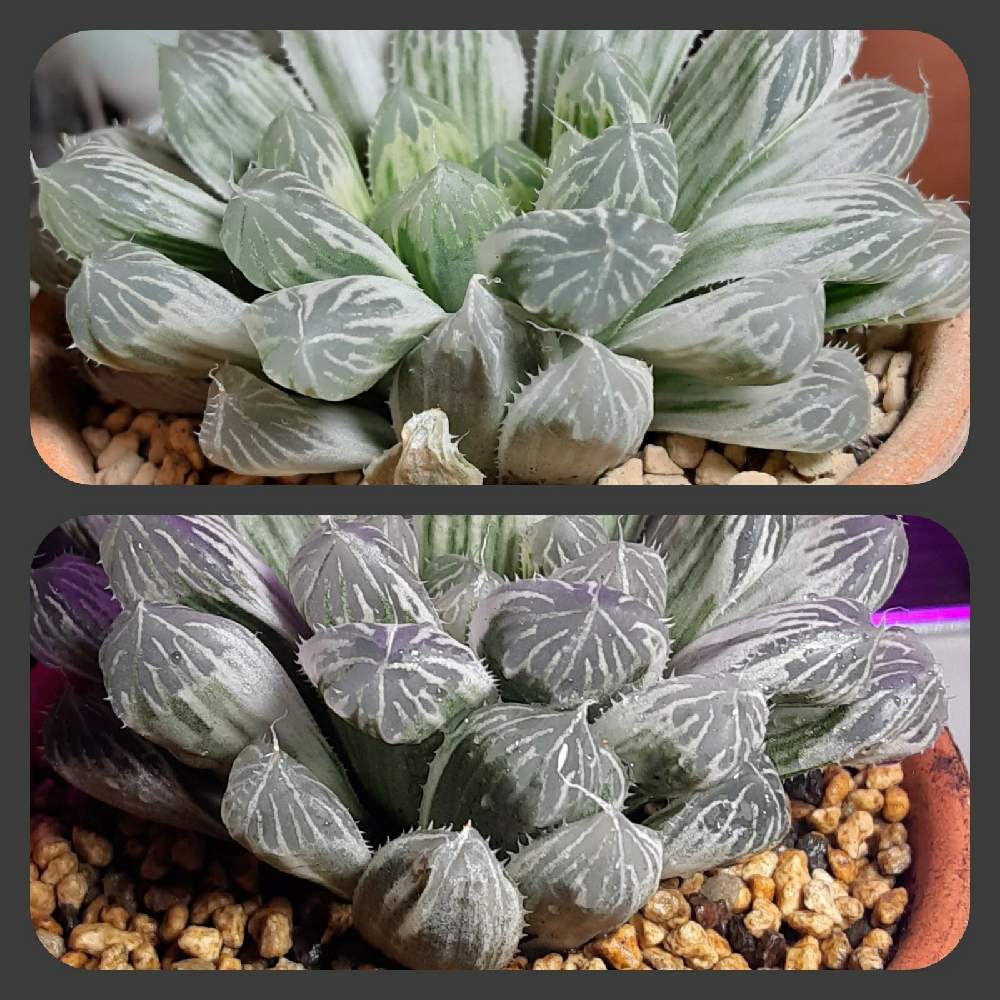 部屋の画像 by 葉民さん | 部屋と多肉植物と植物育成ライトとハオルチア属と黒腐土と多肉植物の育成と植え替えと植中毒と新プロジェクトと多肉種と自作用土