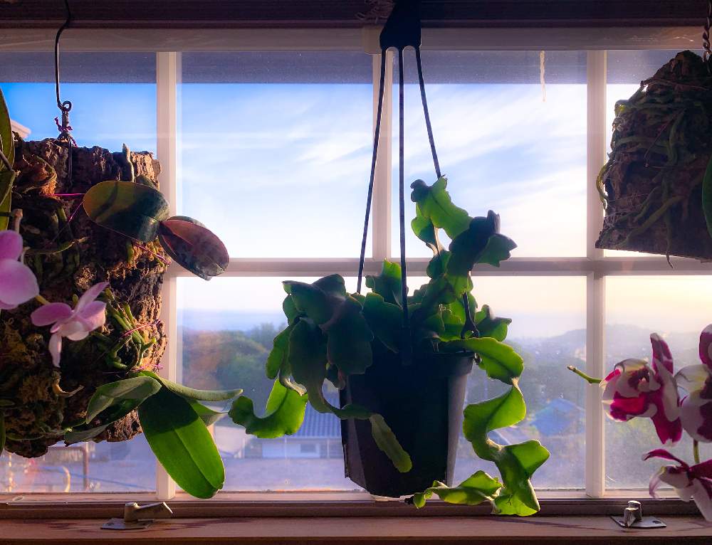 窓辺の画像 by 黒兎さん | 窓辺とエピフィルム グアテマレンシスと着生植物とエピフィルムとお部屋と観葉植物-2020とエピフィルム・ガテマレンシスと着生ランとラン科と胡蝶蘭。と着生と黒兎の秘密の小部屋とハンギングと着生蘭と洋ランとコルク着生とエピフィルム グアテマレンシスとエピフィルム属。