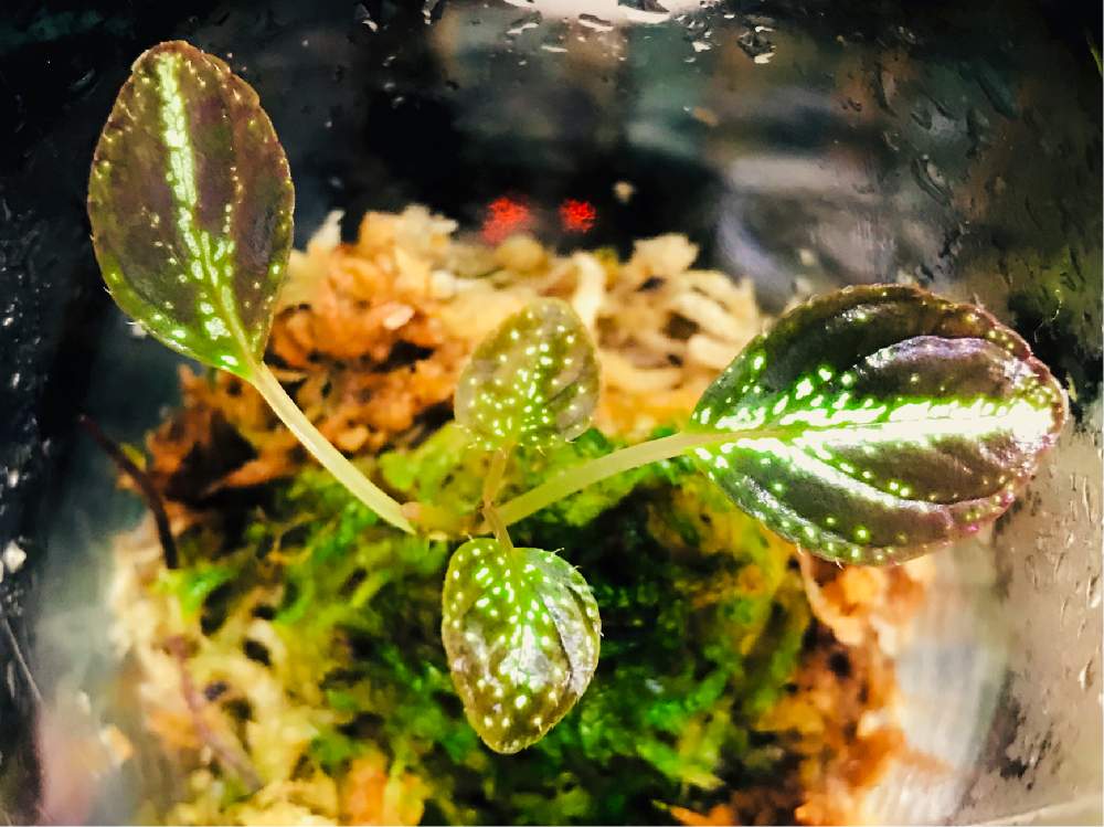 部屋の画像 by ꧁ Go-Yaチャンプルン꧂さん | 部屋とソネリラ カロフィラとジュエルオーキッドと地生蘭と観葉植物とサボテン☆と着生ランと食虫植物と室内温室と多年生多肉植物とイモリウムとおうち園芸とパルダリウムとリビングジャングル化とビニール温室とメキシカンプランツと塊根植物(コーデックス)と洋ランと苔テラリウムと熱帯植物とエアプランツとビザールプランツ