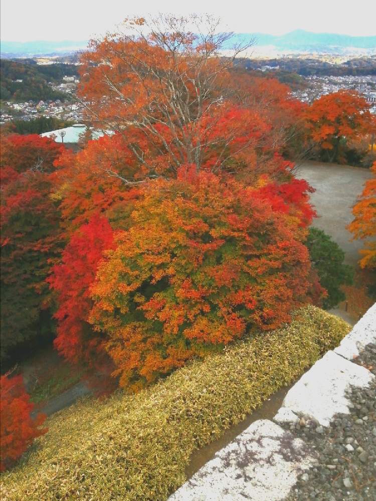 お出かけ先の画像 by 風の駅さん | お出かけ先とモミジ(紅葉)と霞ヶ城公園(福島県)とぶらり電動チャリと土曜の土手の日