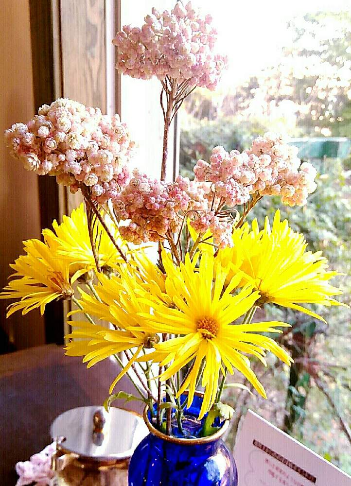 お出かけ先の画像 by ⭐CB1⭐さん | お出かけ先と名前を教えて!と名前を教えて!と兎に角ゴイス❗と植物と言えば・・・と☆てるてるお天気〜☆とGS映えと屋敷住まいとその後・・・と⭐ cheers⭐とbreakfast, lunch, teatime and supperと魔除け用とgreen & tea timeと花のある暮らしとGSアダルトチームとGSアダルト チーム