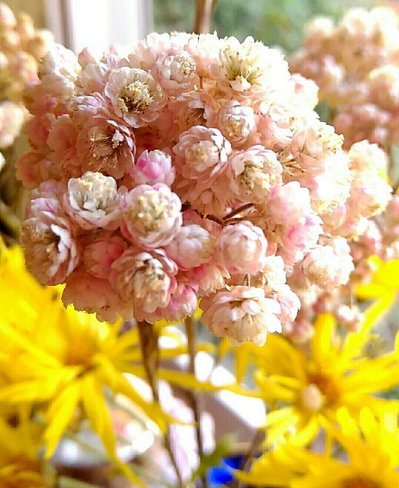お出かけ先の画像 by ⭐CB1⭐さん | お出かけ先と名前を教えて!と兎に角ゴイス❗と植物と言えば・・・と☆てるてるお天気〜☆とGS映えと屋敷住まいとその後・・・と⭐ cheers⭐とbreakfast, lunch, teatime and supperと魔除け用とgreen & tea timeと花のある暮らしとGSアダルトチームとGSアダルト チーム