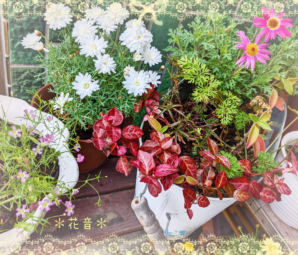 玄関の画像 by 花音さん | 玄関と寄せ植えとおうち園芸とコロナに負けないとぼちぼちと…と癒されると鉢植えと花のある暮らしとかわいいと北海道と小花好きと小さな幸せと繋がりに感謝✨とピンク好きとほっこり