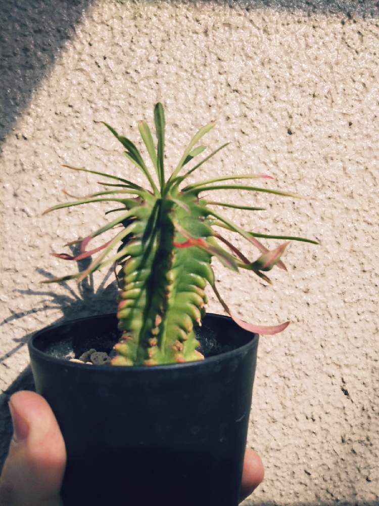 バルコニー/ベランダの画像 by KELO-GUさん | バルコニー/ベランダと多肉植物と植物のある暮らしとGS映えとひやみかち首里城!とおうち園芸と植中毒と珍奇植物と植物に男前なんてないとユーフォルビアとユーフォルビア笹蟹丸