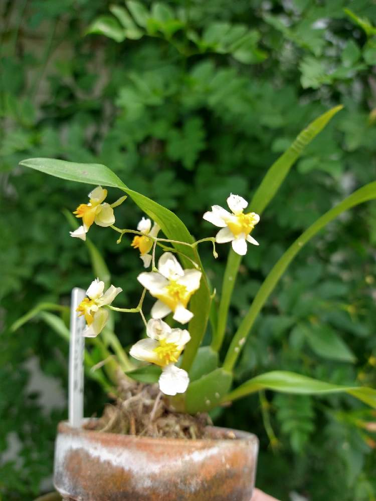 小さな庭の画像 by 阿南田零さん | 小さな庭とオンシジウム トゥインクルとOncidium Twinkleと着生植物と洋蘭とOncidium属と着生ランとラン科とorchidとおうち園芸と黄色い花と洋蘭広め隊とオーキッドと洋ランとらんとガーデニングと洋蘭交配種と花のある暮らしとオンシジウム属と南米と洋らん
