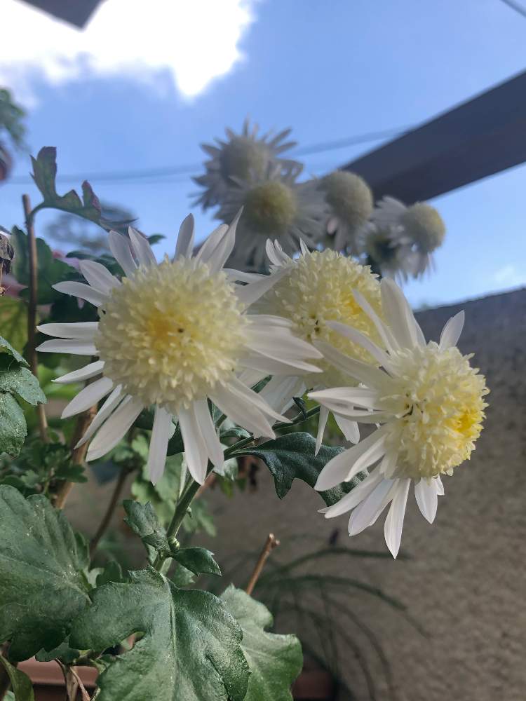 の画像 by ga-さん | キクと元気になって!とコロナウイルスの終息を願う!と医療関係者に感謝とGreenが好きと白系!my boom‼︎と私応援してますから〜(o^^o)と❤️ありがとうございます❤️と挿木で増やすと花のある暮らしと観察してまーすと初めて育ててます