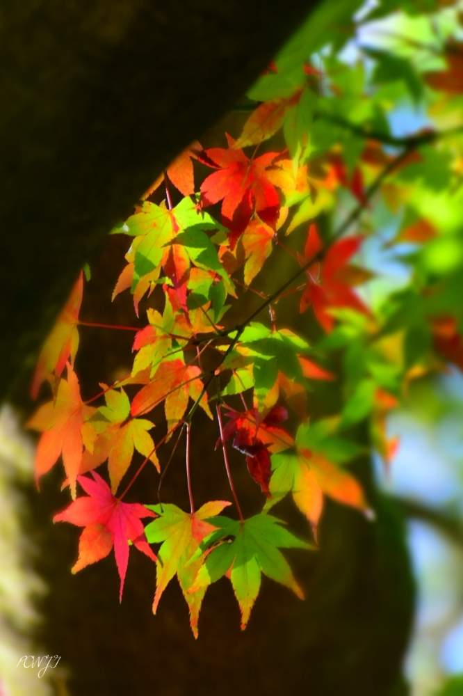 の画像 by PONJIさん | 飛騨市の皆さんにエールを♪とMyアルバムと紅葉フォトコン2020と㊗️じゅんさん2100picとお気に入りと新型コロナウィルスに負けるなとチーム岐阜と岐阜・大垣とコロナに負けるな!と九州の皆さんにエールを♪と被災地にエールを…。とGSアダルトチーム