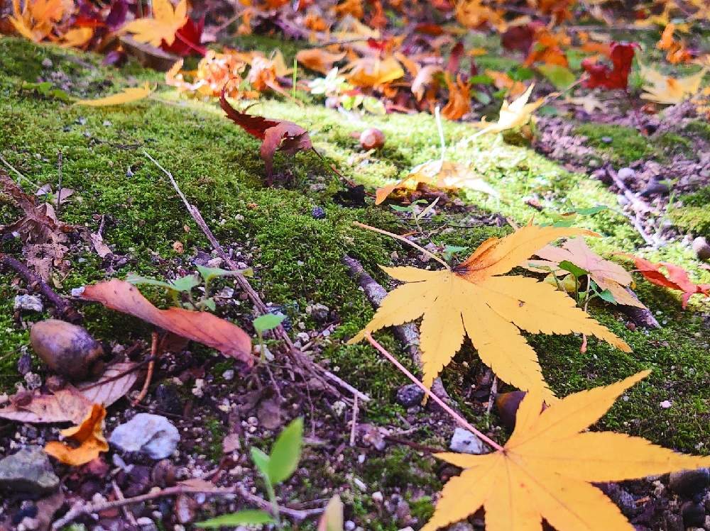 お出かけ先の画像 by たーぼー *さん | お出かけ先とモミジと紅葉フォトコン2020と黄葉と道端徘徊同盟と里山大好き協会とお写んぽと山野草大好き協会と滋賀県とたーぼー*のうたと荒神山