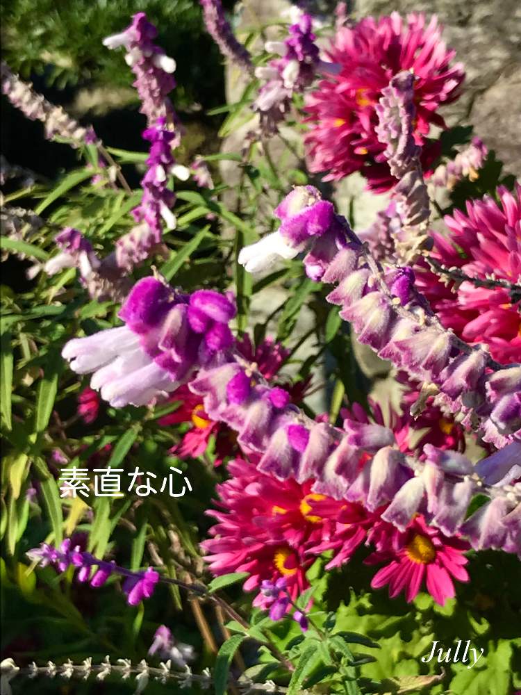 の画像 by Jullyさん | セロシア(ノゲイトウ)とキク(菊の花)と花のある暮らし