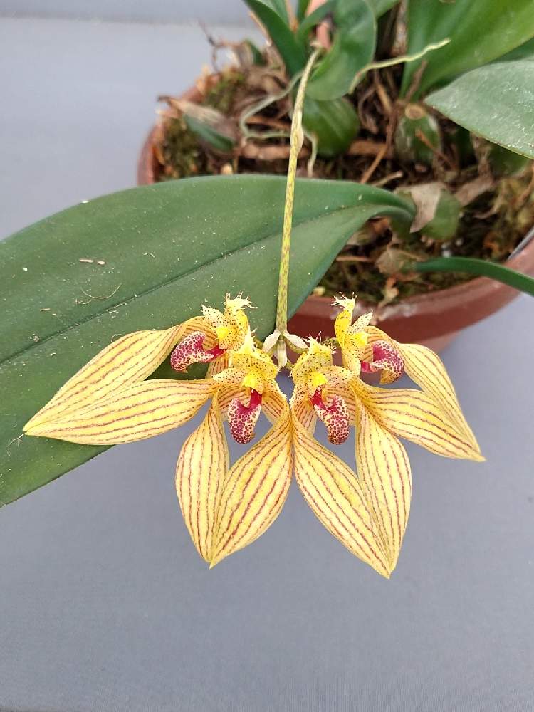部屋の画像 by 阿南田零さん | 部屋とBulbophyllum annandaleiとバルボフィラム アナンダレイと着生植物と洋蘭と着生ランとラン科とバルボフィラムとorchidとおうち園芸と黄色い花と洋蘭広め隊とCirrhopetalumとオーキッドと洋ランとらんとガーデニングと洋蘭交配種と花のある暮らしと洋蘭原種とBulbophyllum属とバルボフィラム属と洋らん