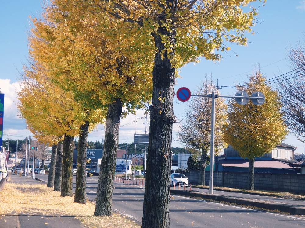 お出かけ先の画像 by Hiroko* flowersさん | お出かけ先と紅葉フォトコン2020とGSの皆さまに感謝♡といつもありがとう♡といちょう並木と栃木県ときれ~い❤と街路樹と落ち葉と秋風の中でと葉っぱlove♥