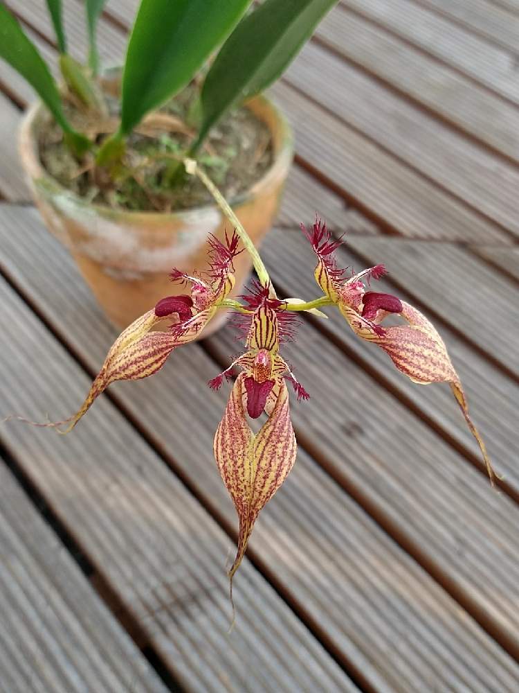 部屋の画像 by 阿南田零さん | 部屋とバルボフィラム ロスチャイルディアナムとBulbophyllum rothschildianumと着生植物と洋蘭と着生ランとラン科とバルボフィラムとorchidとおうち園芸と洋蘭広め隊とCirrhopetalumとオーキッドと洋ランとらんとガーデニングと花のある暮らしと洋蘭原種とBulbophyllum属とバルボフィラム属と洋らん