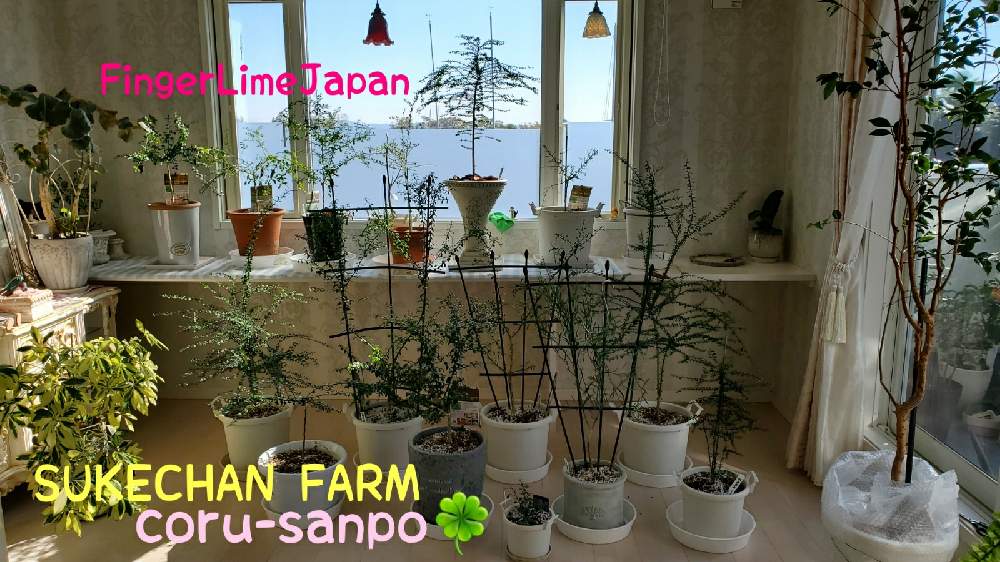 部屋の画像 by 気の向くままに ♥ こるでぃあさん | 部屋とジャボチカバとfingerlimeとフィンガー ライムとJabuticabaと斑入りフィンガーライムと植物とワンニャンに癒されると植物と暮らすと観葉植物とお部屋と観葉植物-2020と植物と共に暮らすとおうちde菜園と果樹とGreen&PETを愛する会とGS映えとGS日和とおうち園芸と植中毒と今日の一枚と不思議と小さな幸せ♡とGreenSnapmarcheとナチュラルスタイルと花のある暮らしと熱帯植物と可愛い果実とGREEN UP!