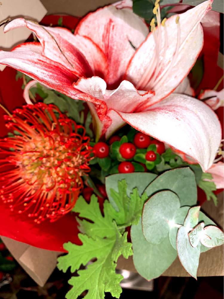 お出かけ先の画像 by EMIさん | お出かけ先と朱いお花とお花屋さんの店先でと白いお花と紅い花と花のある暮らし