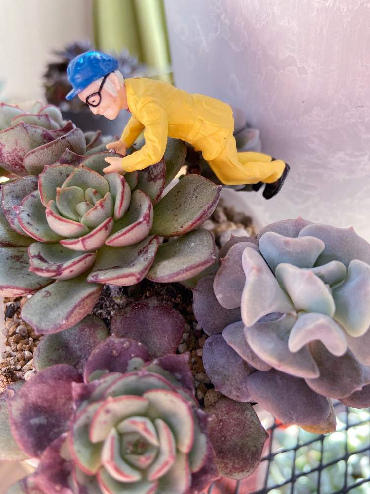 窓辺の画像 by ともさん | 窓辺と多肉植物とムツゴロウさんとみどりのある暮らしと観葉植物と植物のある暮らしと多肉のある暮らしとおうち園芸と植中毒と緑のある暮らしと大きくな〜れ!と多肉女子と記録と立派になってね!と可愛いと葉っぱ好き