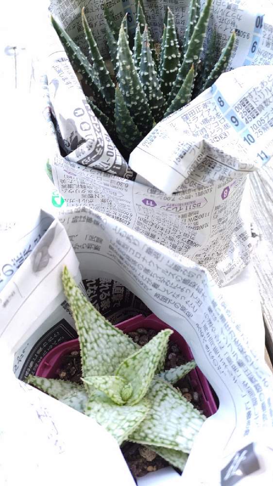 お出かけ先の画像 by とっぽ アロエ栽培&収集歴20年です。さん | お出かけ先