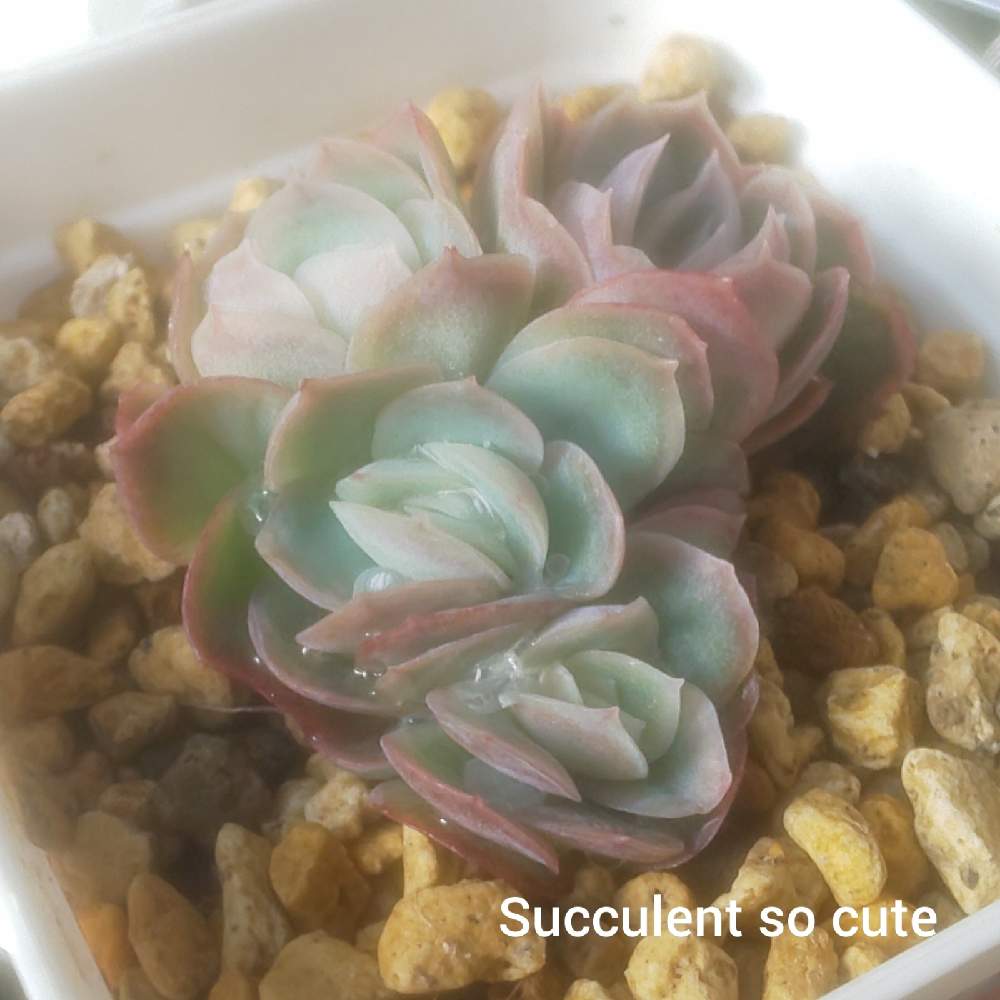 エントランスの画像 by Succulent so cute ♥さん | エントランスとメキシコポルデンシス×ラズベリーアイス♥️とMexico poldensis × Raspberry iceとcute ♥️ メキシコポルデンシス×ラズベリーアイスと秋の多肉ちゃんとチーム大阪とno green no lifeとお気に入り~✴️とエケベリア属とラズベリーアイス交配♥️とスマホ撮影加工なしとsucculent so cute ♥️とチームグリーンとgreenとSucculent Lifeとenjoy botanical life ♥️とcute ♥️ エケとso cute garden ♥️とGS萌え~✴️と多肉コレクション♥と葉っぱlove♥とsucculentとsucculent love ♥