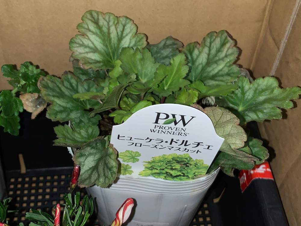 の画像 by ちきさん | ヒューケラドルチェ フローズンマスカットとお買い物とPWとおうち園芸