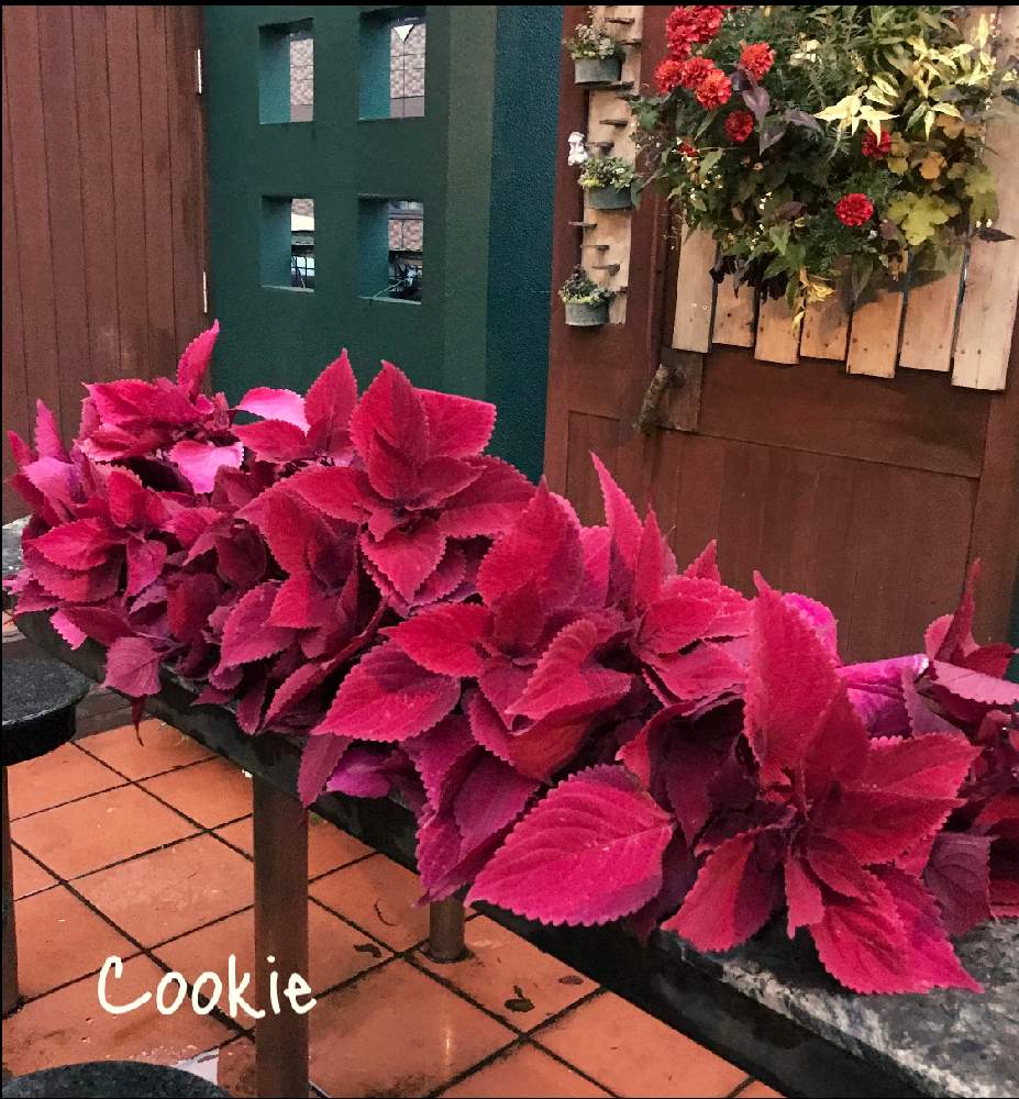 エントランスの画像 by Cookieさん | エントランスとコリウス レッドヘッドと11月とおうち園芸と霜前にと栄養系コリウス ^_^とコリウス♪とリーフ