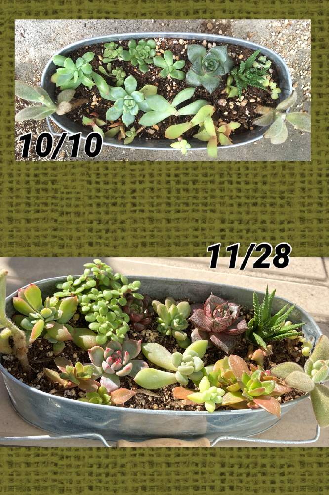 バルコニー/ベランダの画像 by ハッピーさん | バルコニー/ベランダと名前を教えて!と多肉植物と寄せ植えとニャン達に感謝とねこちゃん♡とおうち園芸とねこと緑のある暮らしと秋の気配とねこ愛が止まらないと秋の風景