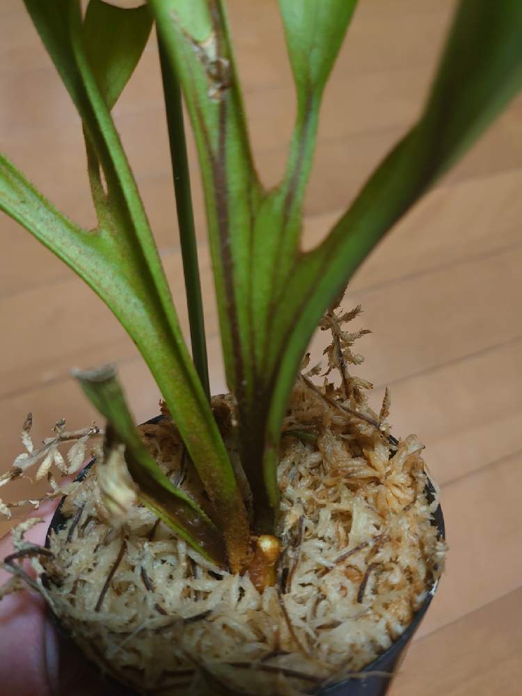 部屋の画像 by Yoshiさん | 部屋とビカクシダ リドレイとPlatycerium ridleyiと着生植物とウラボシ科と着生シダとシダ植物とビカクシダ属