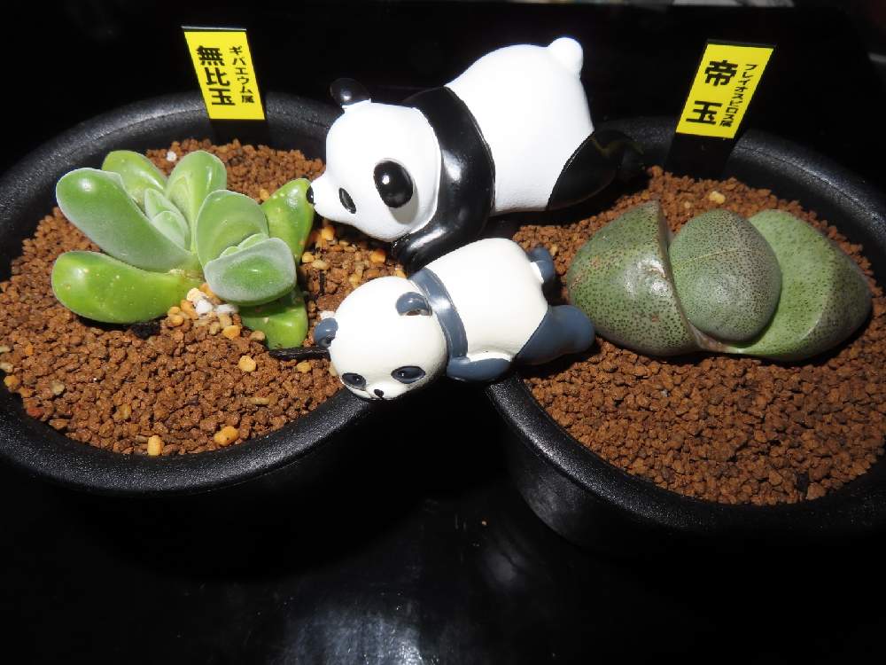 の画像 by k-2さん | プレイオスピロス 帝玉とギバエウム属 無比玉と観葉植物と新入りさんと多肉・サボテンと植中毒