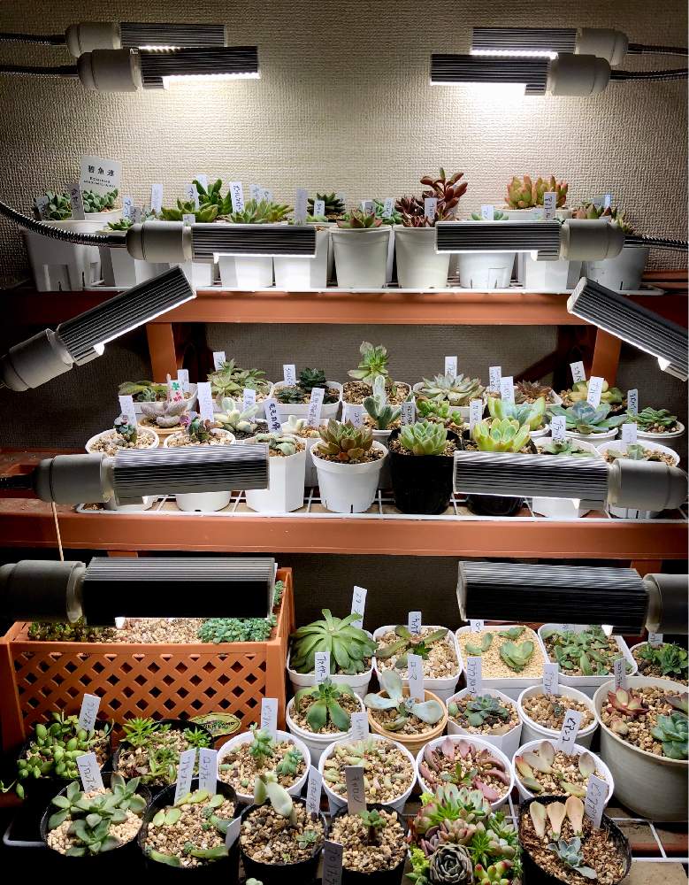 部屋の画像 by shinT _Wear_Succulentさん | 部屋と多肉中毒と多肉植物と多肉男子とお部屋と観葉植物-2020とタニパトと斑入り大好きと多肉植物が好きな人と繋がりたいとベランダ多肉と多肉沼にどっぷり浸かり中と多肉バカと多肉沼とタニラーと植物育成LEDライトと韓国苗と子株と室内管理と多肉植物 エケベリアと葉挿しとsucculent