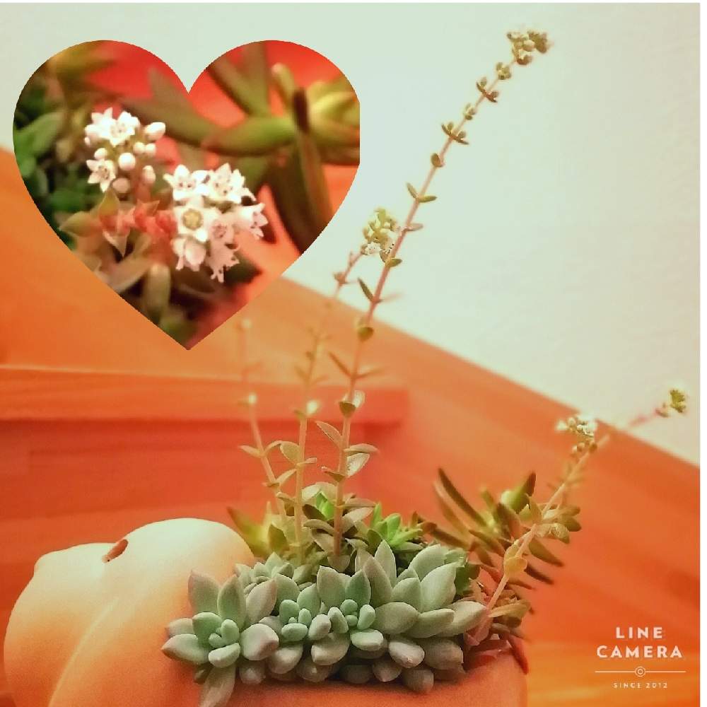 階段/廊下の画像 by はく社長さん | 階段/廊下とオパリナと多肉いろいろと多肉植物とつ・ぼ・みと開花とたにくとおうち園芸と多肉寄植え!と相談