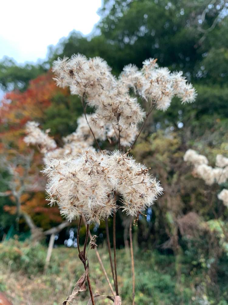 お出かけ先の画像 by haruさん | お出かけ先とフジバカマとブラウンとベージュと森野旧薬草園