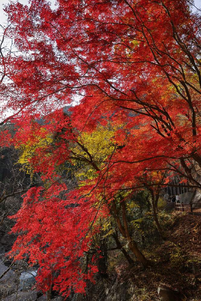 お出かけ先の画像 by Levo327さん | お出かけ先と紅葉ともみじと紅葉(こうよう)と昇仙峡とCanon EOS 5D Mark IIIと紅葉フォトコン2020
