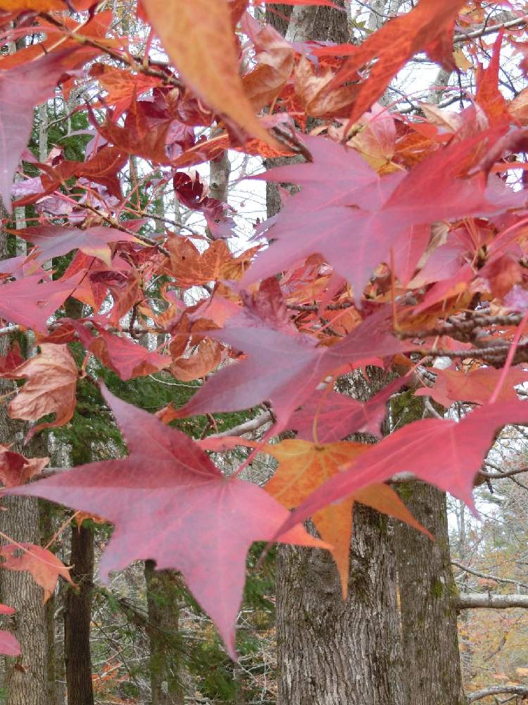 お出かけ先の画像 by Kevinさん | お出かけ先とモミジバフウ(アメリカフウ)と素敵❗と癒しとおうち園芸と可愛いとかわいいと@紅葉と南北アメリカ原産