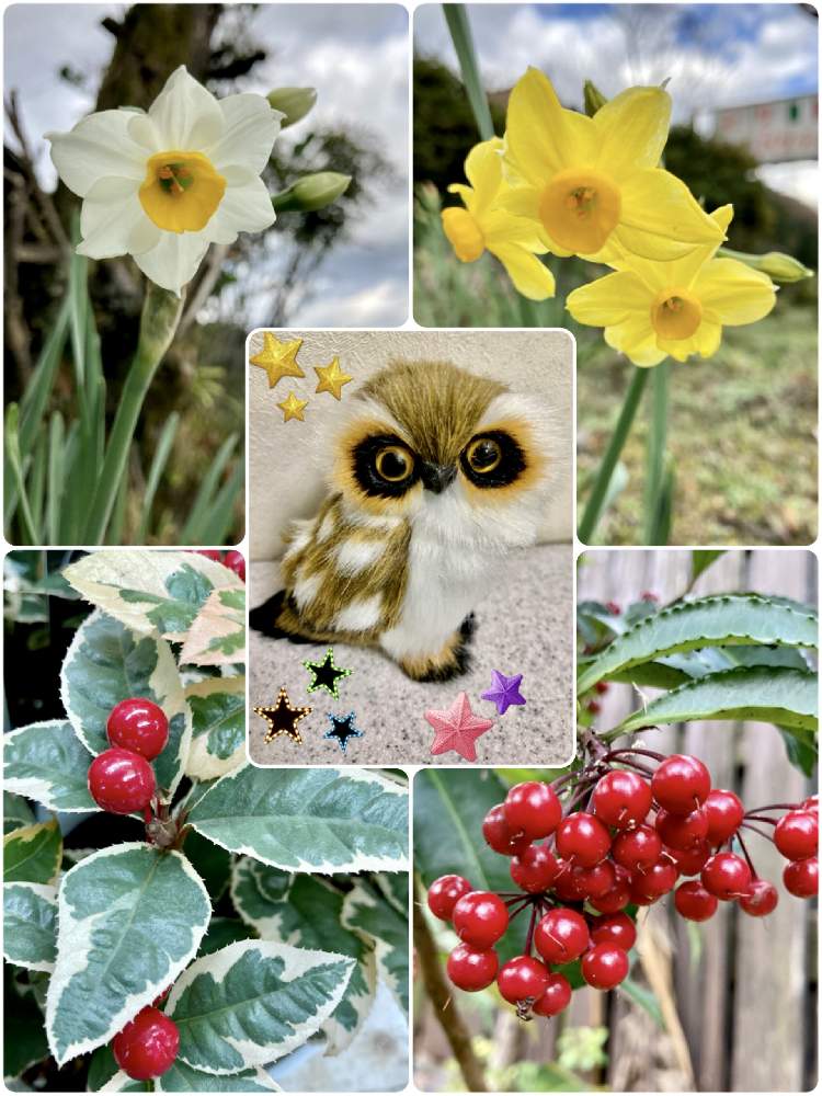 の画像 by ミンちゃんさん | 水仙とヤブコウジと秋景色と斑入り好き♡と幸せを呼ぶフクロウ祭りと近所散歩と꒰ღ˘◡˘ற꒱かわゅ~と赤い実とチーム愛知とフクロウ祭とお出かけ先にてと私好み♡