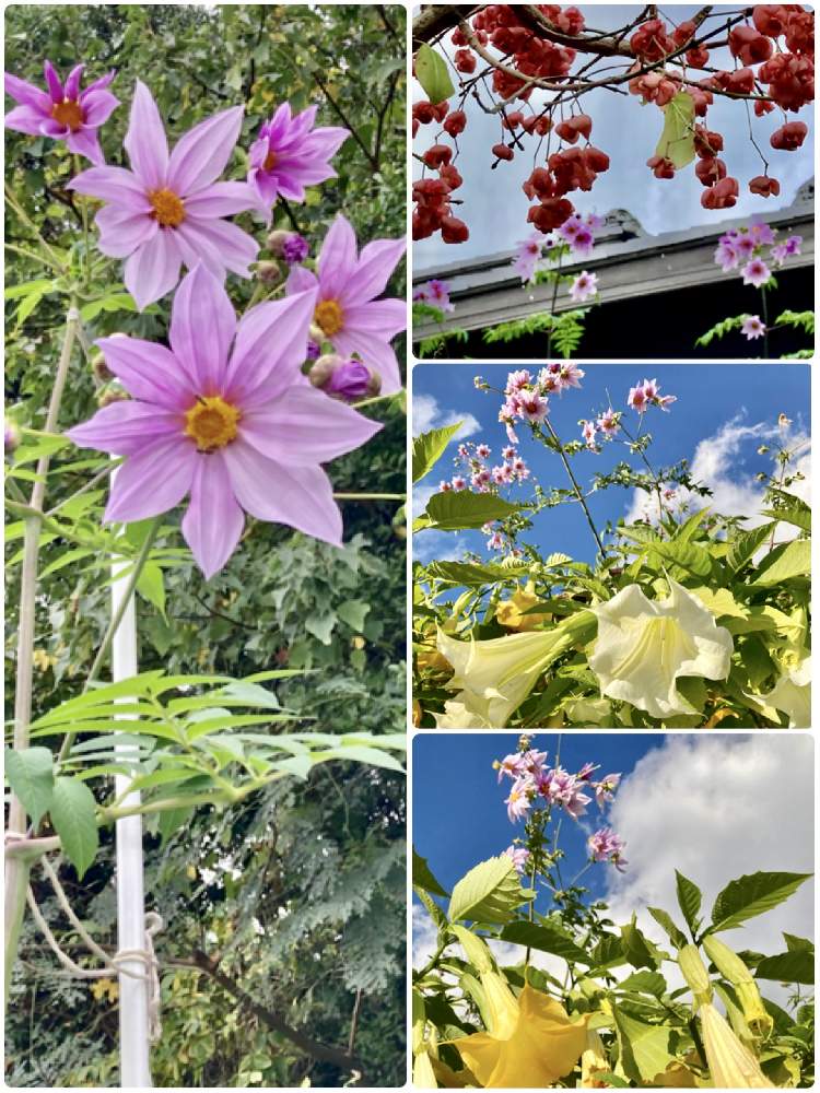 の画像 by ミンちゃんさん | 皇帝ダリアと秋景色とチーム・ブルーNo.008と青い秋の花2020と近所散歩と青い花マニアとチーム・ブルーとチーム愛知とお出かけ先にてと私好み♡