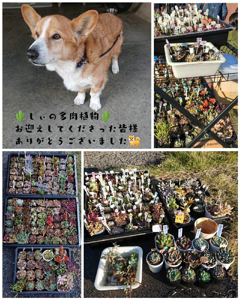 お出かけ先の画像 by しぃさん | お出かけ先とメキシカンジャイアントxラウレンシスと多肉植物とポー友の会 中国支部とフリマ・イベント出店と晴れの国タニラーGPとポー友の会とOMTN©と成長記録とゆっこちゃん産とこうすけパトロール隊と多肉寄せ植えと多肉狩りとMama's Gardenと✨Caonの庭✨