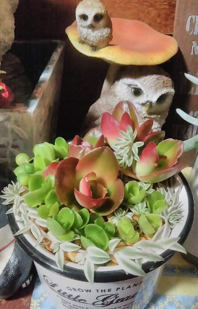 玄関の画像 by 鯱さん | 玄関と火祭りと姫笹と多肉植物と多肉植物寄せ植えとおうち園芸と楽しいカワイイと多肉棚とフクロウ祭