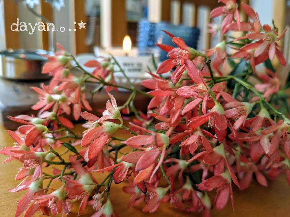 部屋の画像 by dayanさん | 部屋とクリスマスブッシュとおうち園芸とナチュラルスタイルとお花を買おう❣❣といやされると北海道と大人かわいい♪と切り花