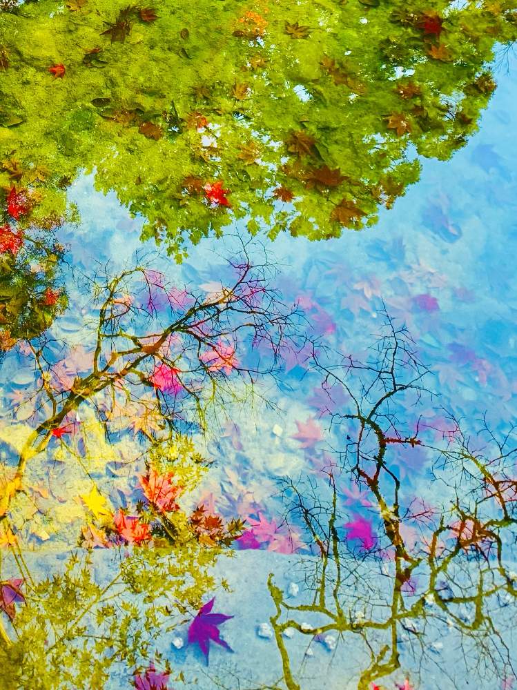 お出かけ先の画像 by つきよみさん | お出かけ先と紅葉と紅葉フォトコン2020と紅葉狩りとオレンジ色とお散歩と秋の花と湖東三山