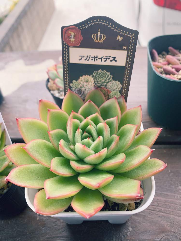玄関の画像 by よっしーさん | 玄関とアガボイデスと多肉植物とサボテンと多肉のある暮らしとおうち園芸と赤フチ同盟
