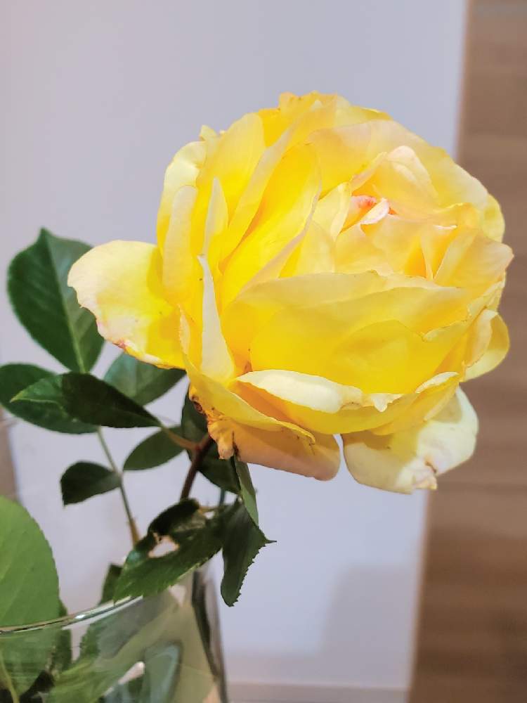 お出かけ先の画像 by こっしーさん | お出かけ先と薔薇とバラ、薔薇、ばらと植物だいすきと黄色い薔薇♡といい香りと12月生まれ♪とばらの香りとGS植物うちなーぐち会
