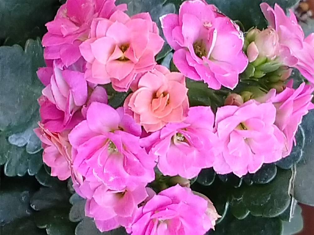 小さな庭の画像 by レモンさん | 小さな庭と多肉植物とローズ色とカランコエ❤︎とおうち園芸と可愛い♡