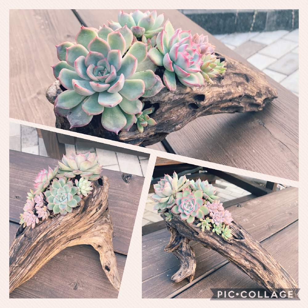 広い庭の画像 by よっしーさん | 広い庭とオリオンとエケベリア シルエットとアランとおうちde菜園と多肉のある暮らしと流木の多肉植物寄せ植えとおうち園芸と多肉植物とサボテンとDIYと赤フチ同盟と1,000万枚突破と多肉鉢植え苗ケース希望